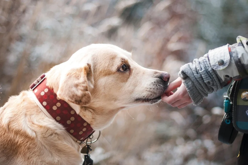 chien, labrador, animal de compagnie, animal, canin, compagnon, amitié, nature, confiance, museau