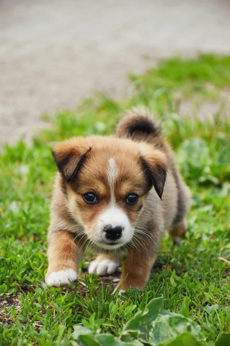 education du chiot