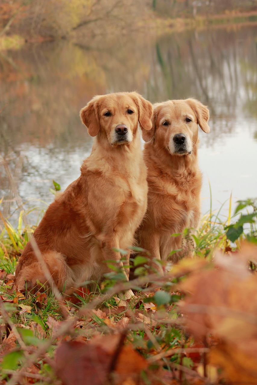 Deux goldens adultes en rééducation canine