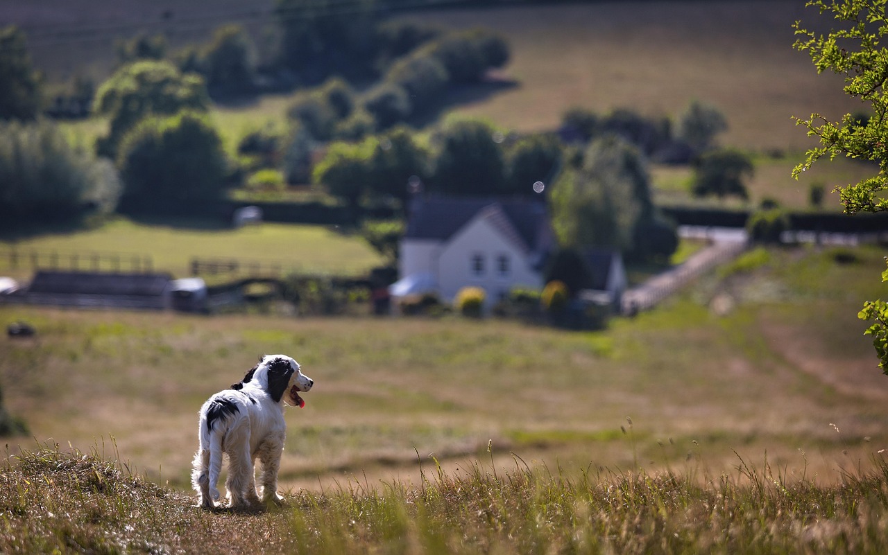 puppy, countryside, reflect, dog, pet, cute, happy, outdoors, canine, adorable, sweet, animal, spaniel, cocker, landscape, season, sunshine, grass, nature