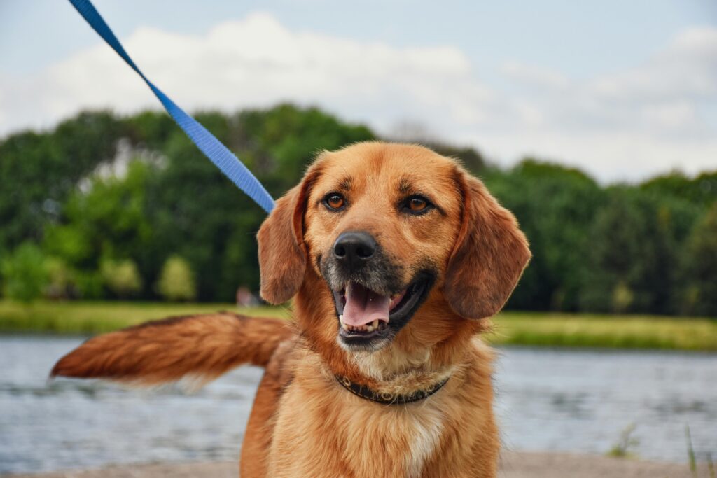 Apprentissage de la marche en laisse chez le chiot