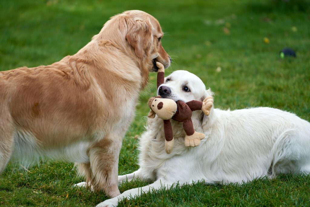Socialisation du chiot avec d’autres chiens