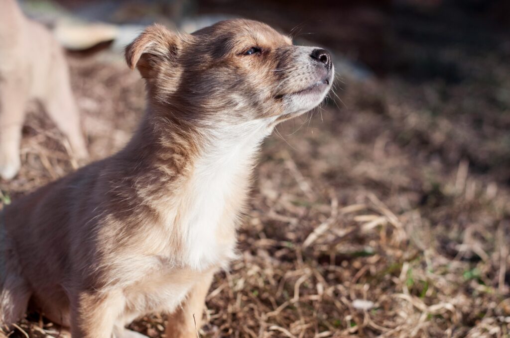 Jeune chiot découvrant l’extérieur