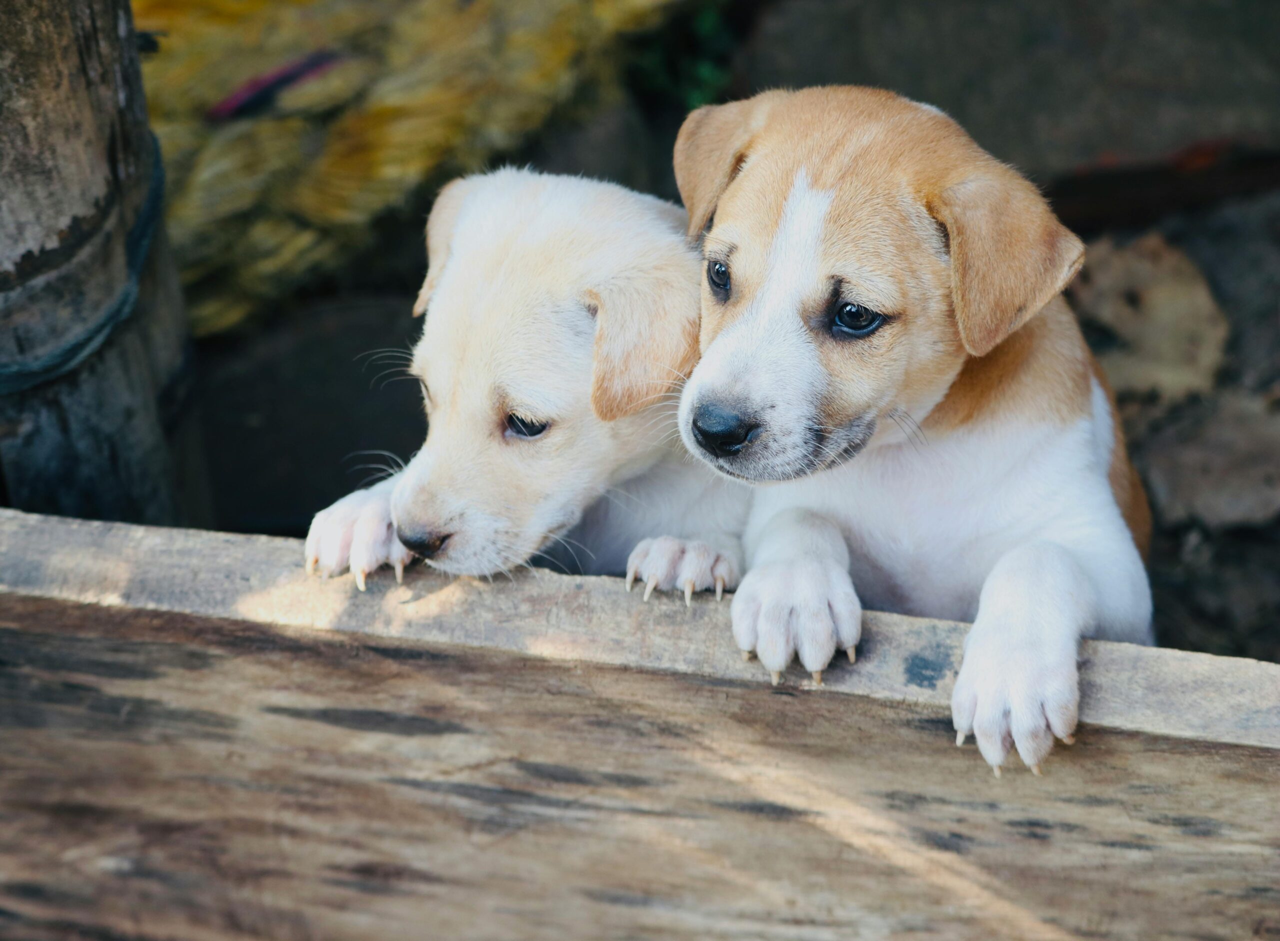 Socialisation et découverte des autres chiots