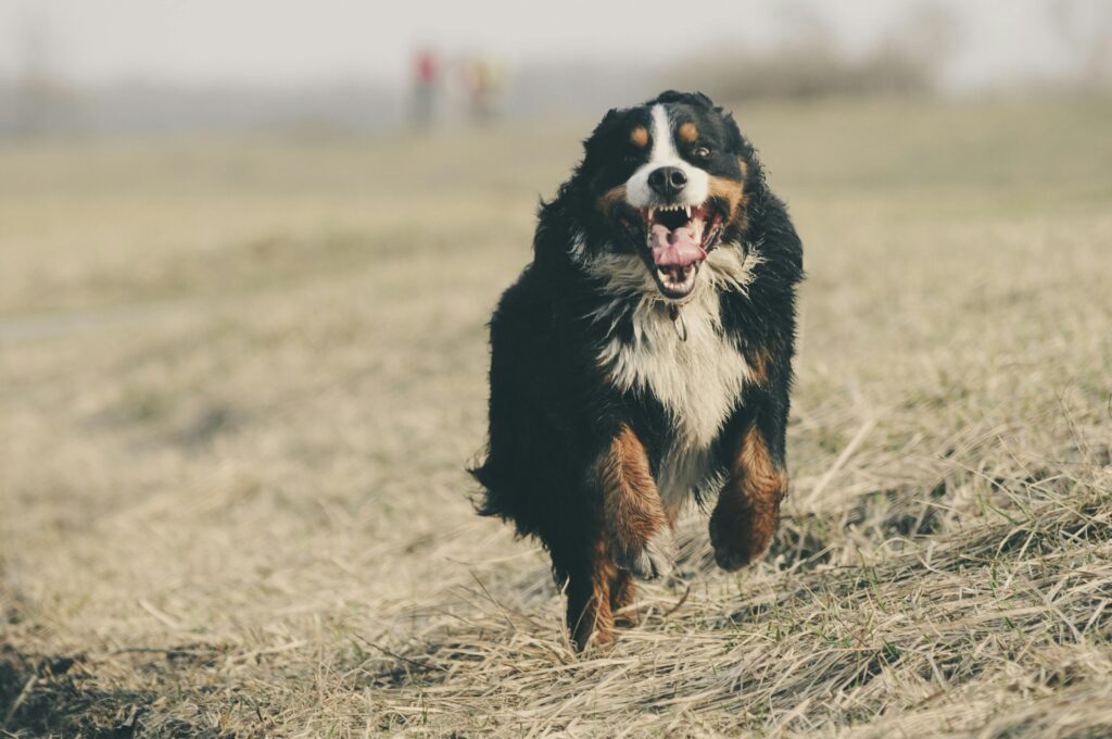 Chien adulte en exercice de rappel en extérieur