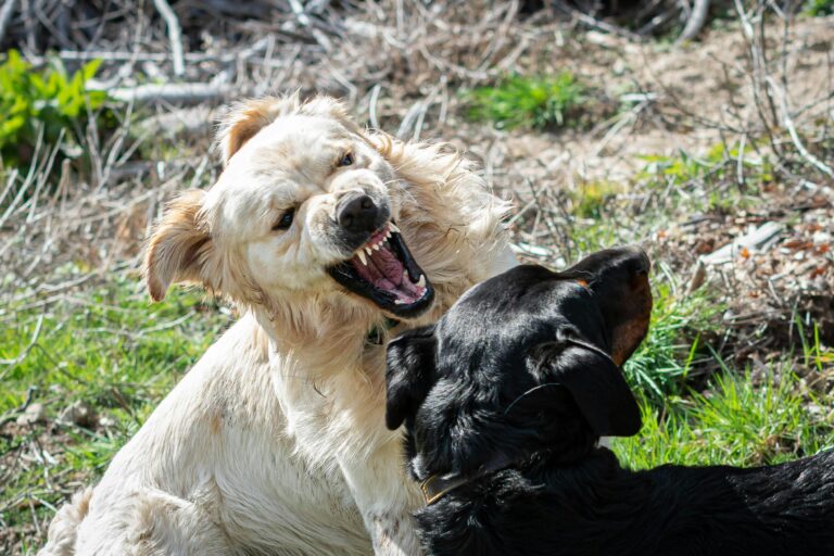 chiens adultes jouant trop fort