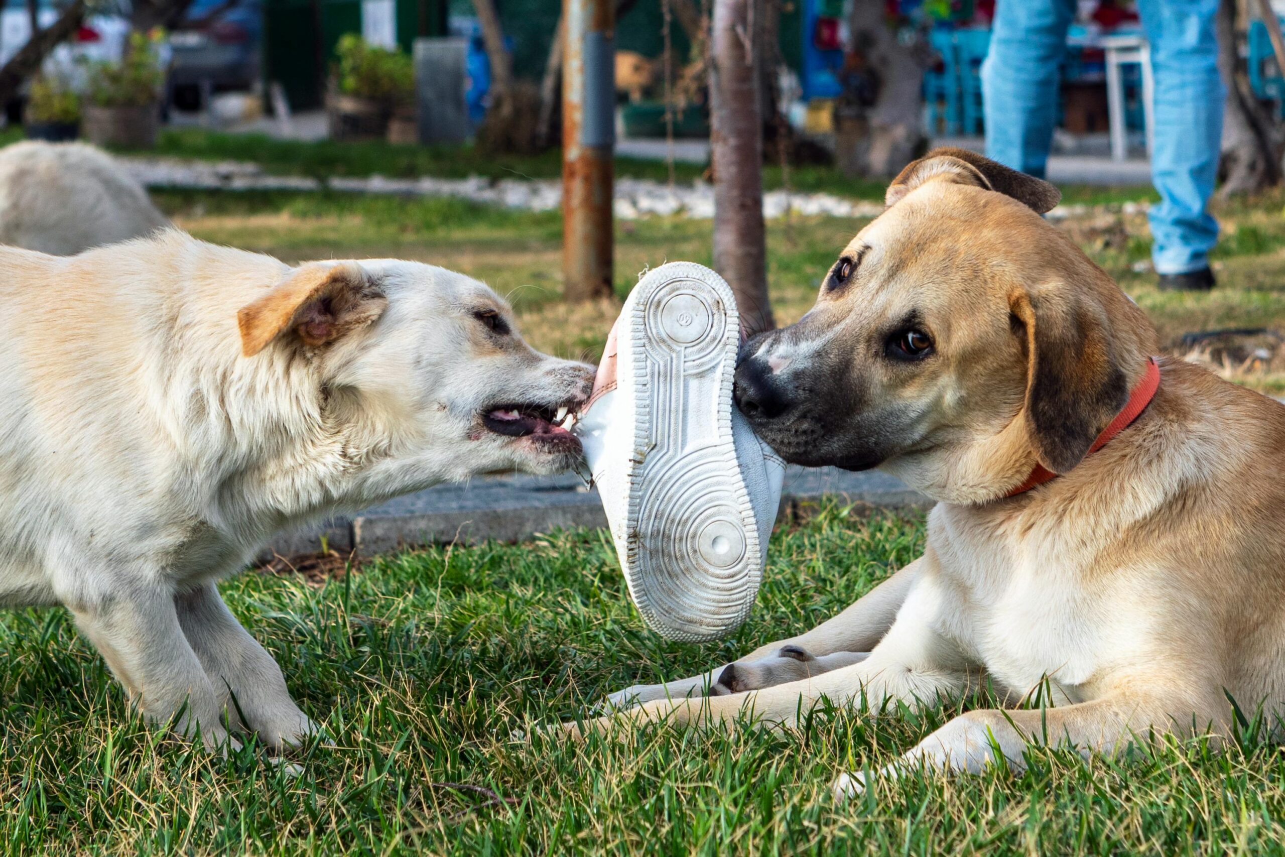 Travail des comportements gênants chez le chien