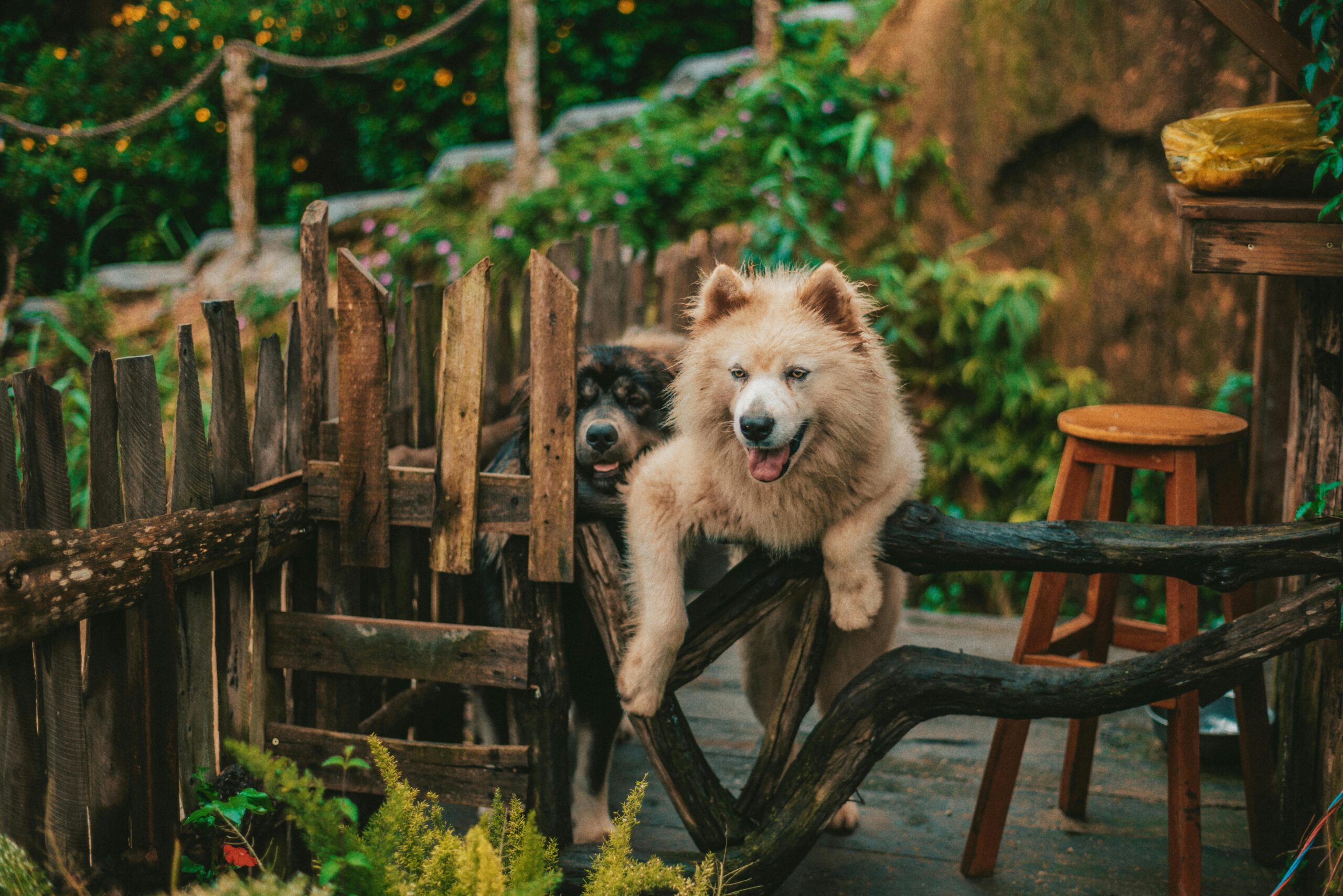 Chiens en interaction dans un environnement familier