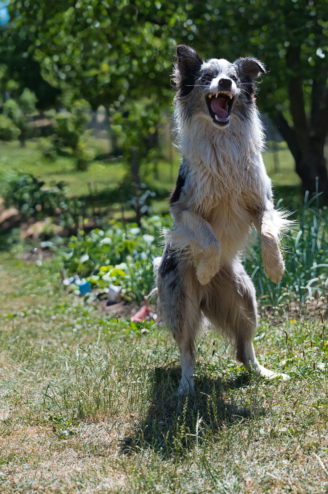 Vibrant border collie jumping happily in a sunny outdoor garden setting.