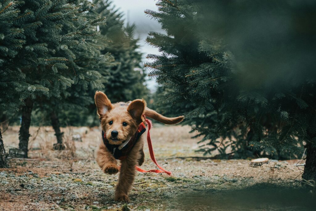 Chiot en exercice de rappel en extérieur