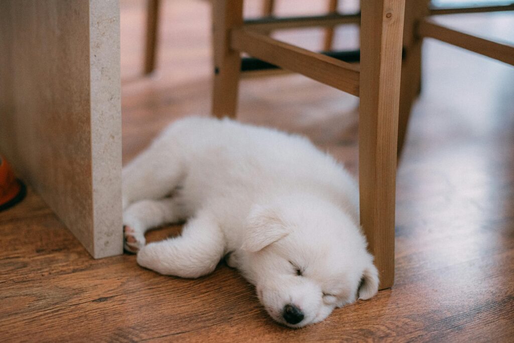 Apprentissage de la solitude chez le chiot