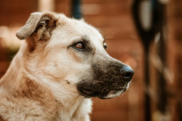 chien à l'écoute en séance d'éducation canine
