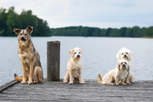 Mon chien est réactif envers les autres chiens : comment l&rsquo;aider ?