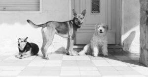 Mon chien est réactif envers les autres chiens : comment l&rsquo;aider ?