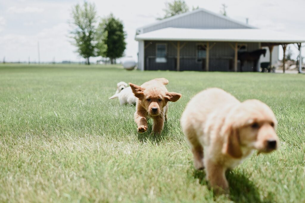 Adorable golden retriever puppies playing on a sunny day near a barn.