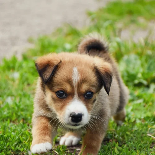 education du chiot