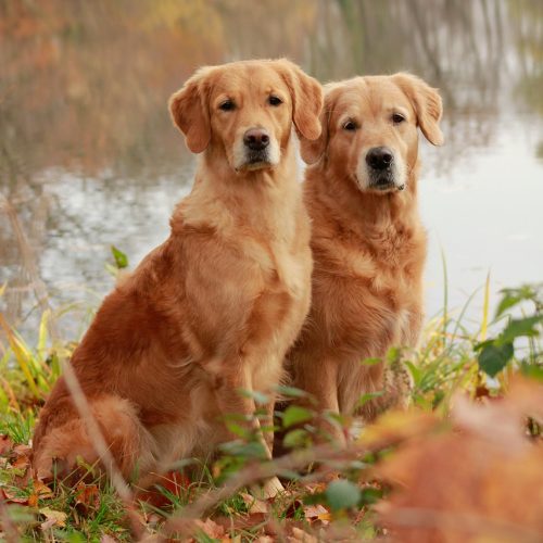 Deux goldens adultes en rééducation canine