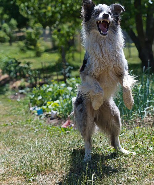 Vibrant border collie jumping happily in a sunny outdoor garden setting.